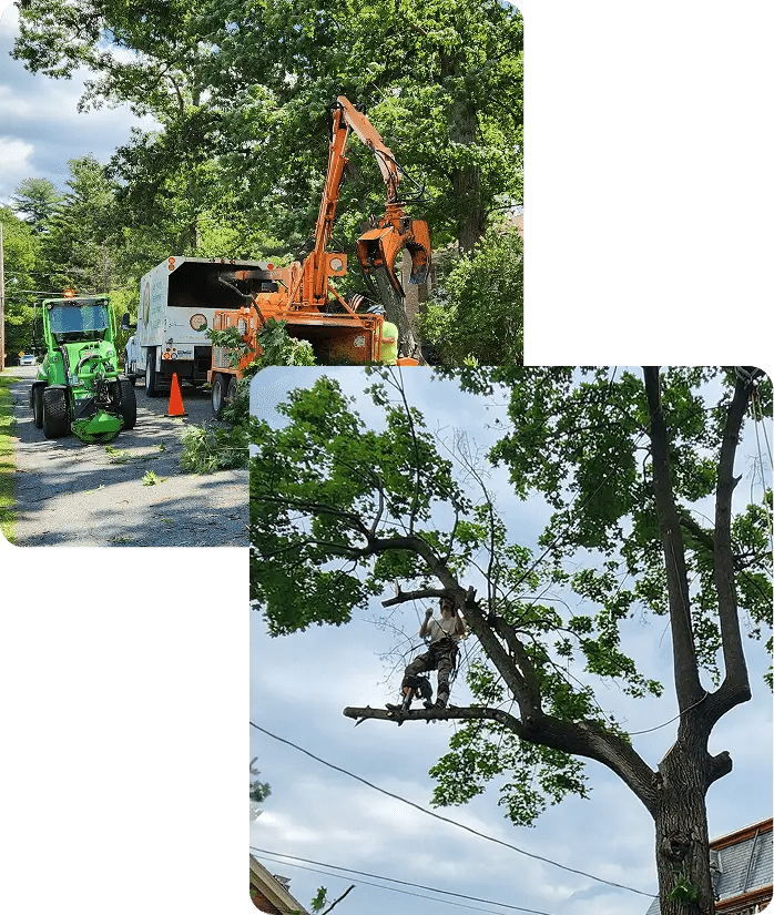 About Lofty Heights Tree Care
