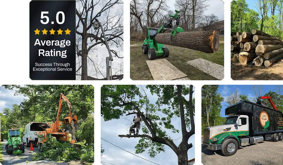 About Lofty Heights Tree Care