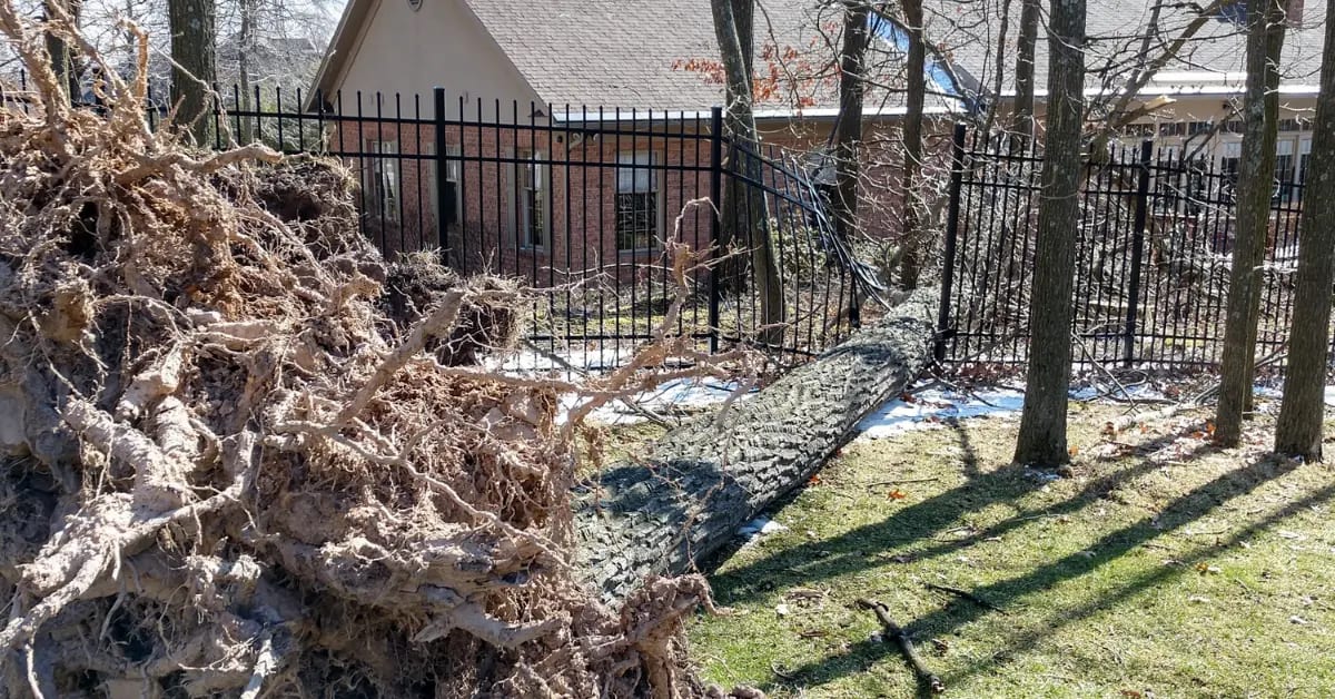 24/7 Emergency Tree Service in Altoona & Blair County, PA
