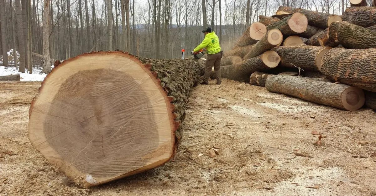 Lot Clearing Services in Altoona & Blair County, PA
