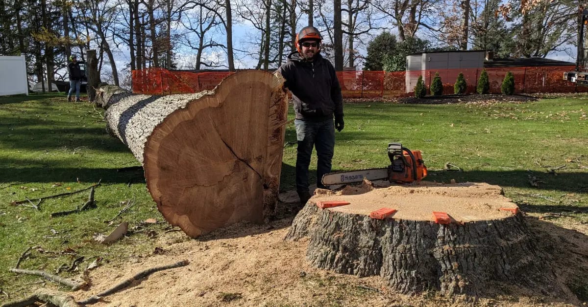 Tree Removal