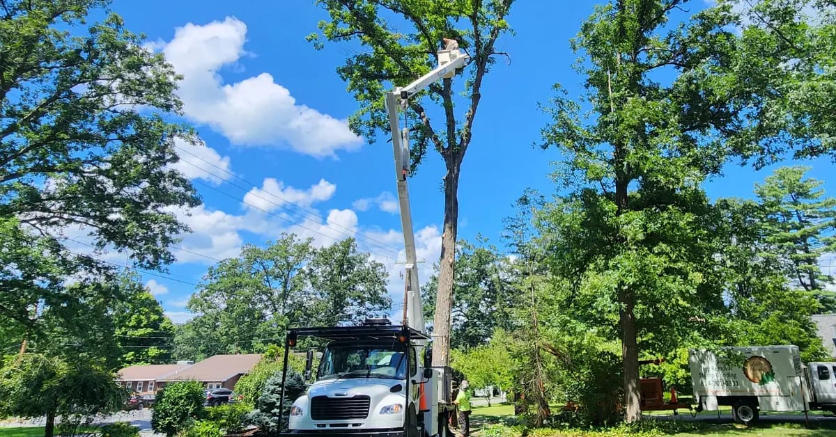 Tree Trimming & Tree Pruning in Altoona & Blair County, PA