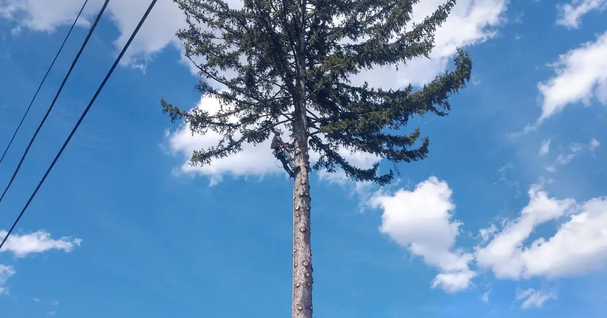 Arborist Consultation in Altoona & Blair County, PA