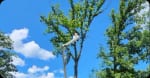 Tree Trimming & Pruning