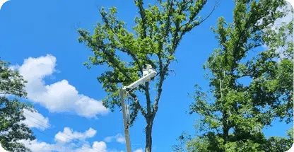 Tree Trimming & Pruning