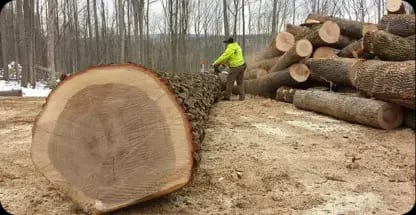 Lot Clearing