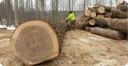 Lot Clearing