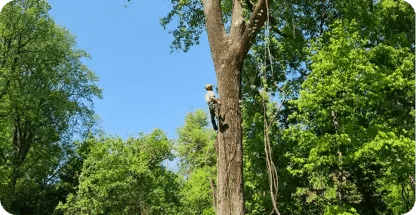 Arborist Consultations