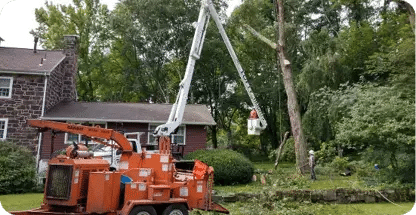 Shrub Removal