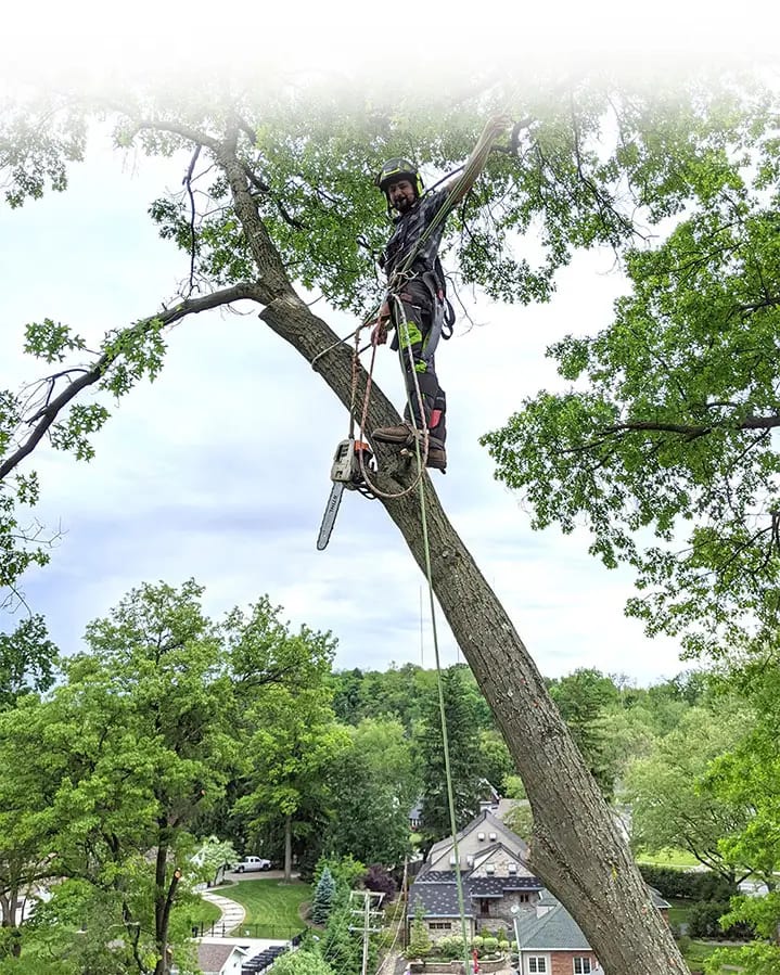 Lofty Heights Tree Care team member secured high up in a tree during tree removal